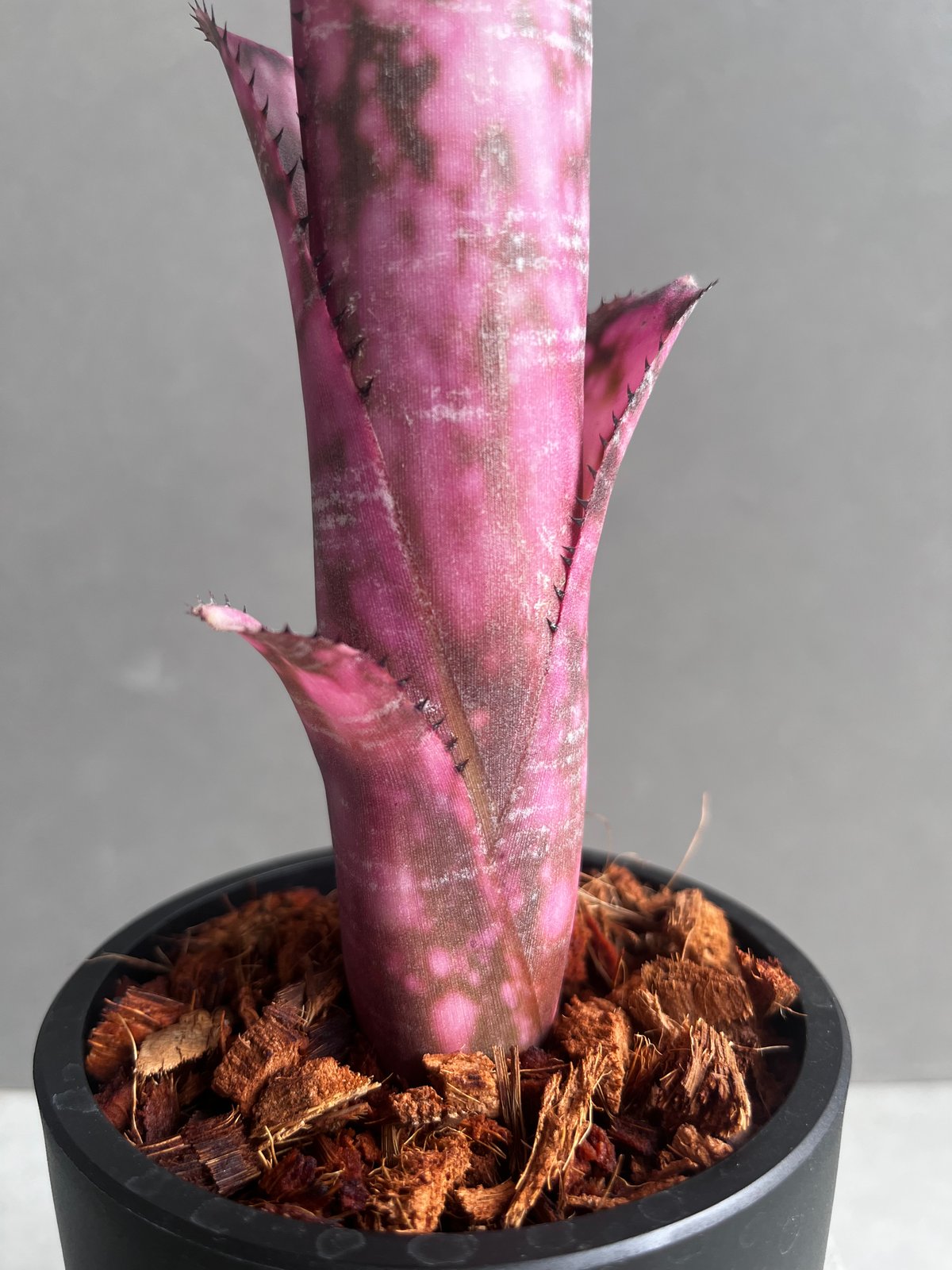 Billbergia ビルベルギア　インセンディアリーデライト ビルベルギア インセンディアリー デライト 「Billbergia
