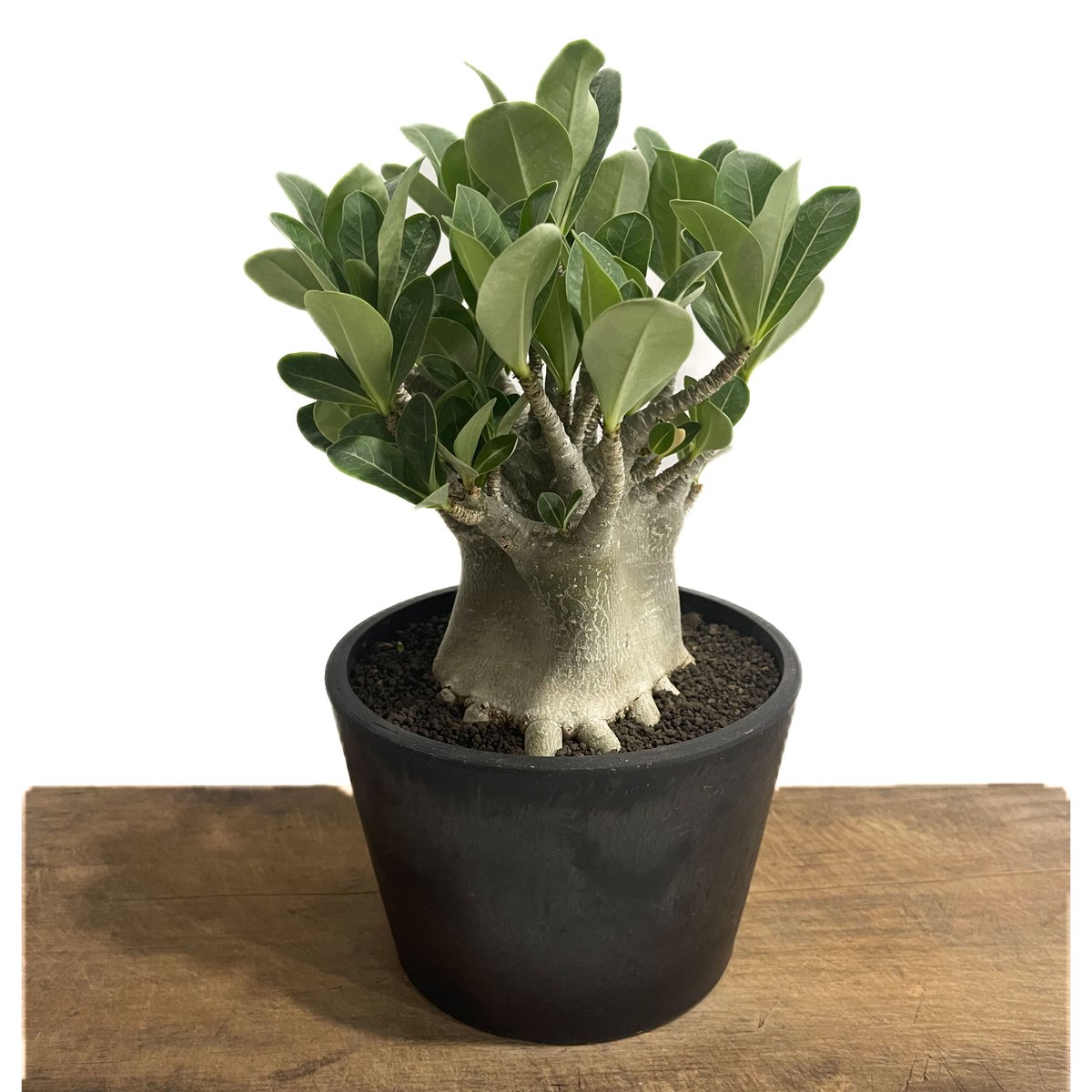 アデニウム アラビカム ドワーフ タイプ「Adenium arabicum dwarf ty