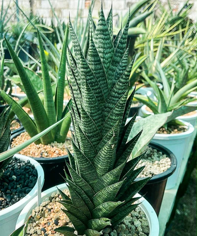 本物　超美株　サンスベリア　ブラックキャッスル サンセベリア ブラック キャッスル「Sansevieria Black Castle 」49I