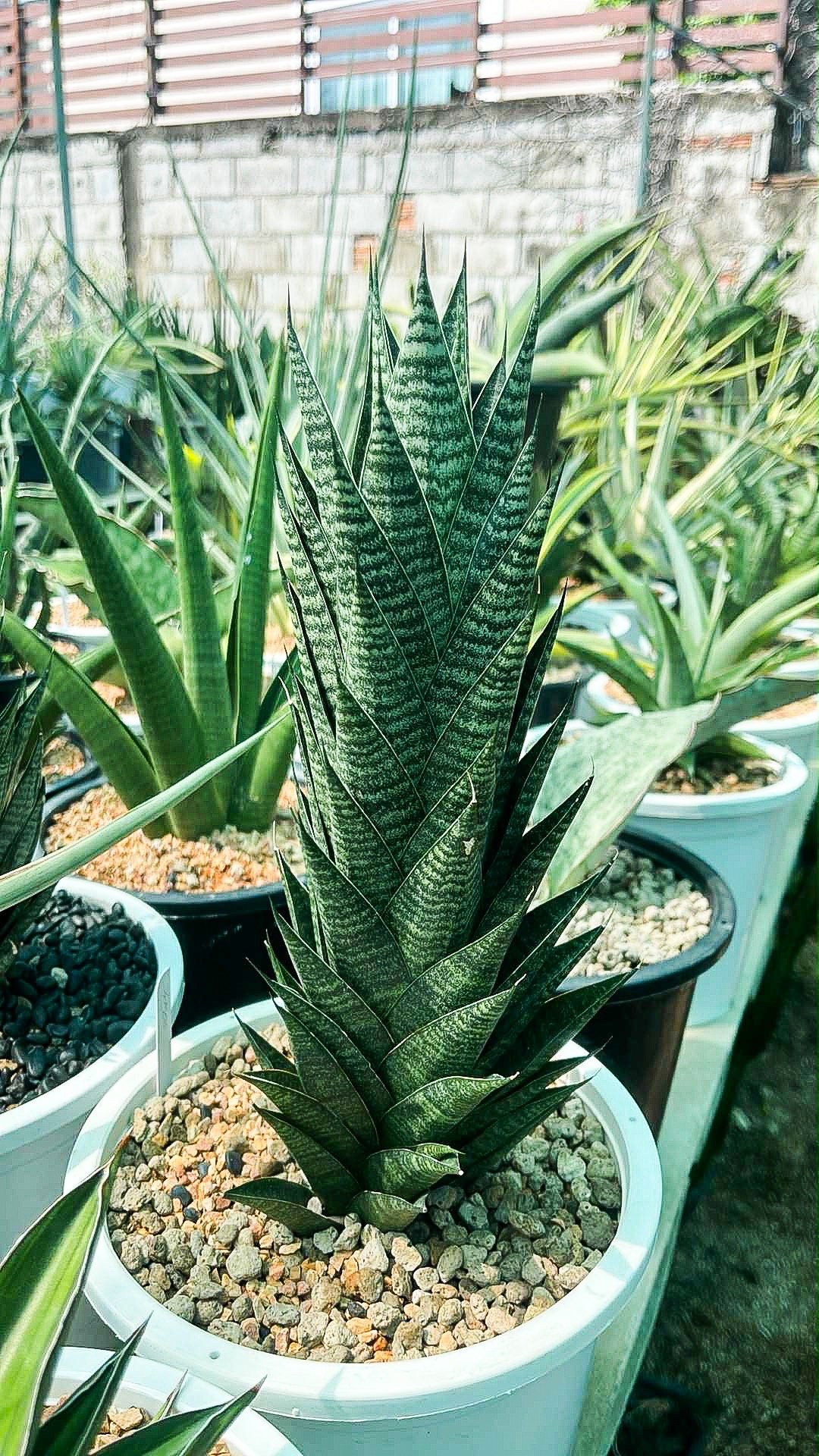 サンセベリア ブラック キャッスル「Sansevieria Black Castle 」49I