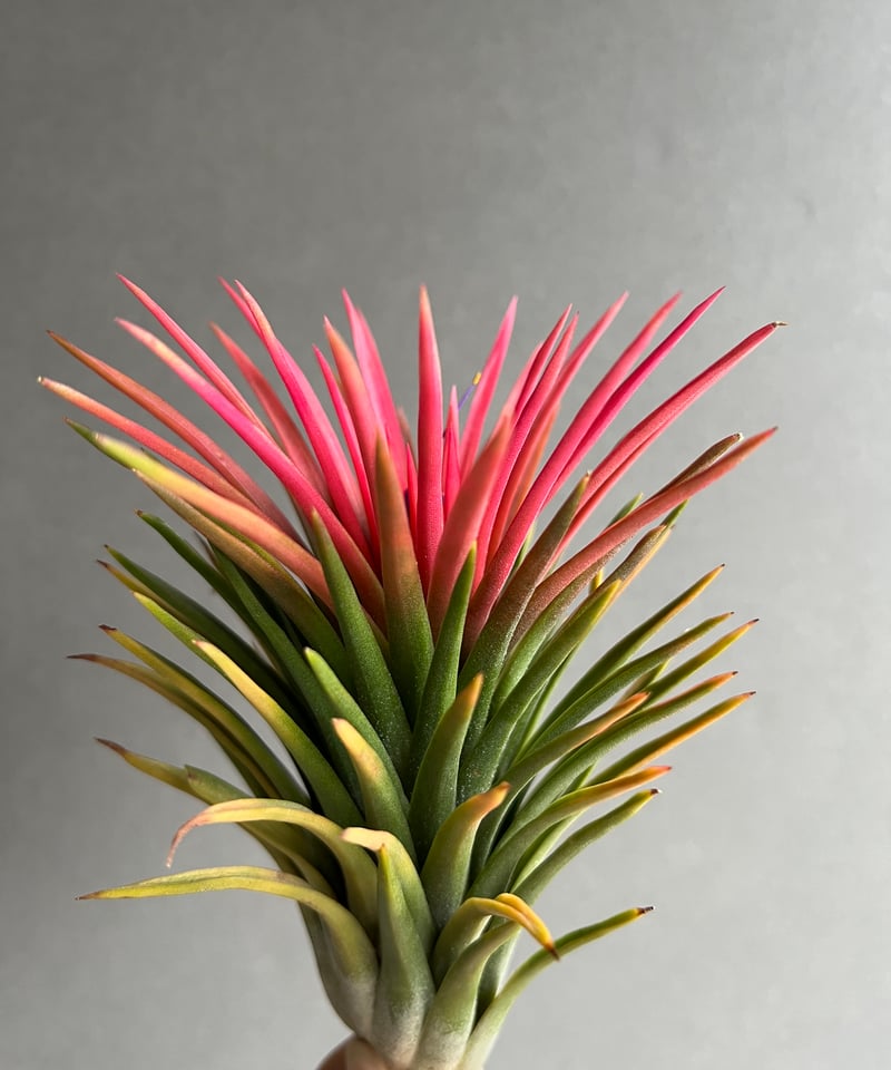 め*み様 ティランジア　不思議なイオナンタ め*み様 ティランジア 不思議なイオナンタ Frontier Plants