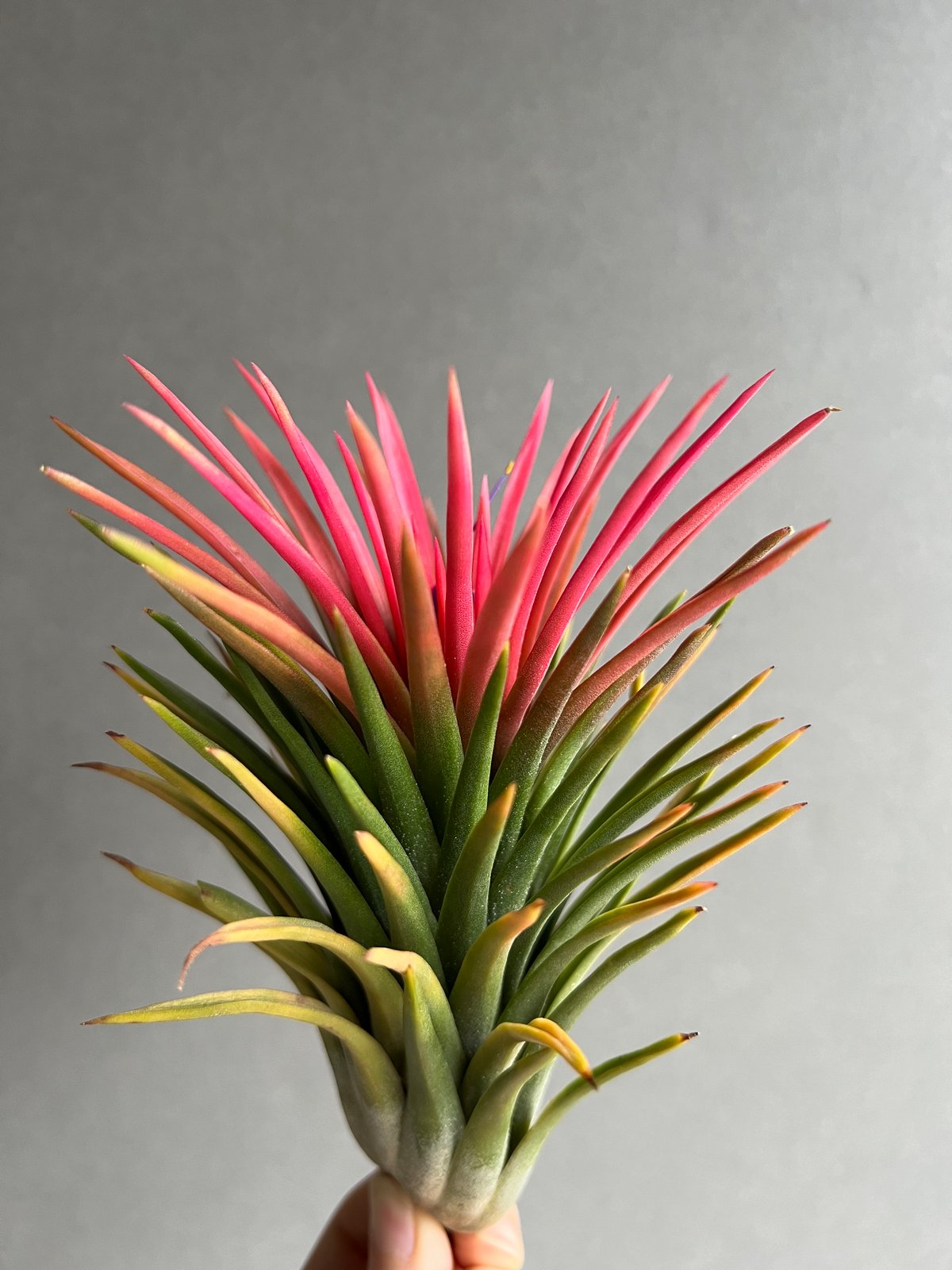 め*み様 ティランジア　不思議なイオナンタ わんちゃん | チラグラファー・エアプランツ愛好家 | Noto