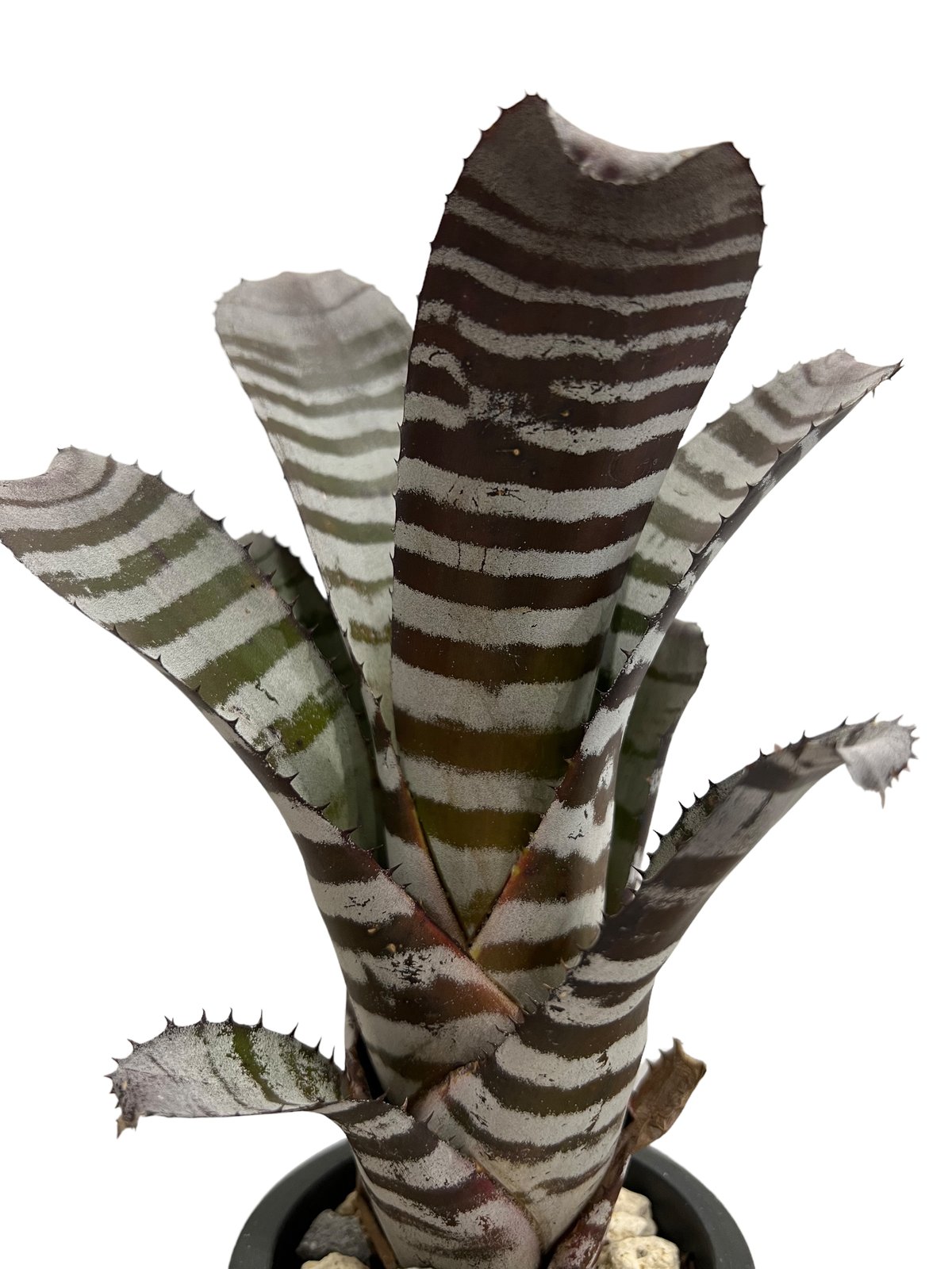 ブロメリア・エアープランツ Aechmea Black Ebony x Wide Leaf エクメア・チャンティニー・ブラックセレクト Aechmea chantinii
