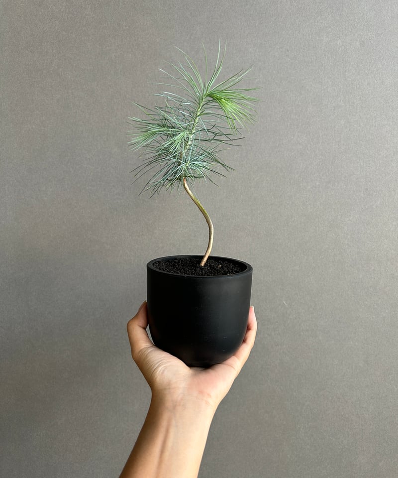 マルチネス ピニョンマツ「Pinus maximartinezii Rzed」11J | SH