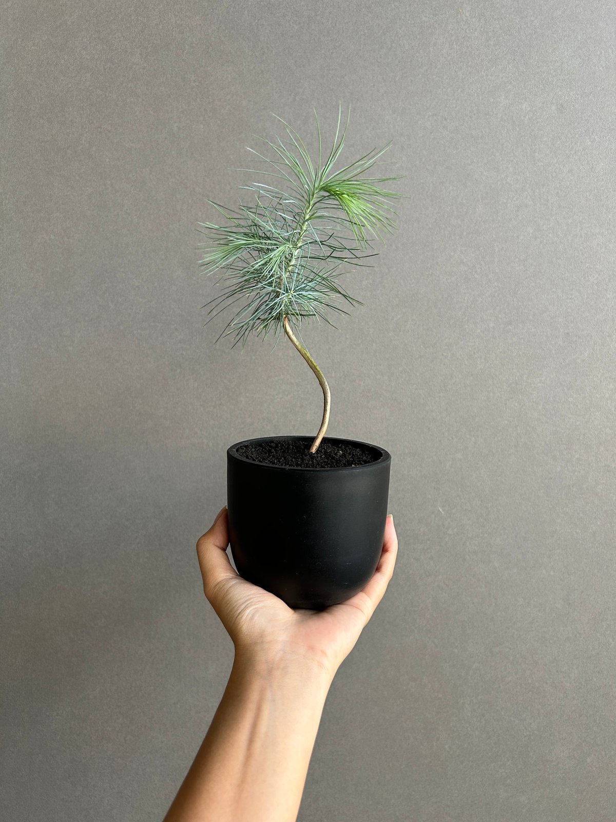 マルチネス ピニョンマツ「Pinus maximartinezii Rzed」11J | SH