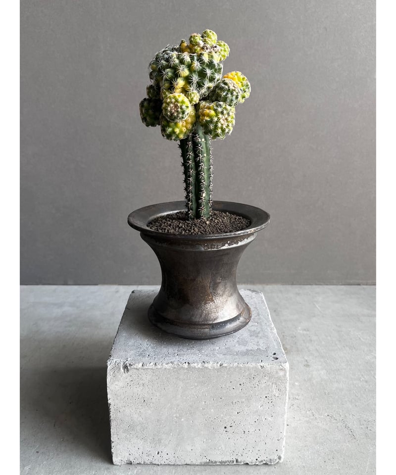 cactusです ディスコカクタス ブエネッケリー 錦+object by 1218 「Discocactus