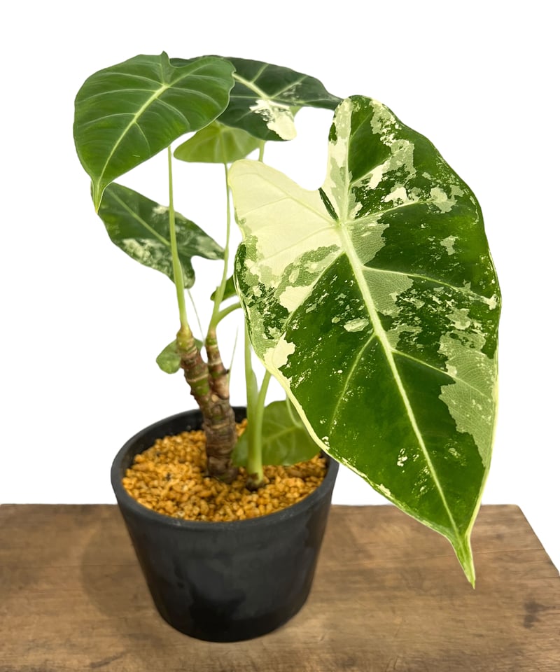 アロカシア グリーンベルベット 斑入 「Alocasia Green Velvet