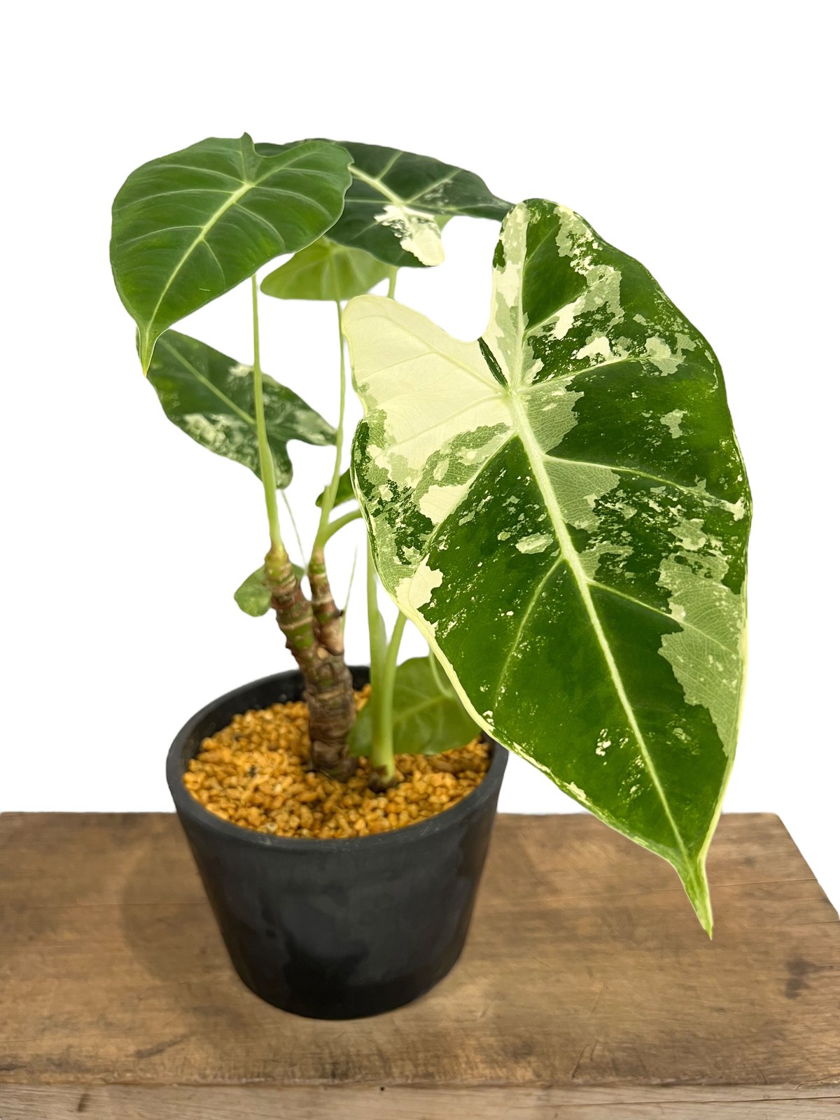 アロカシア グリーンベルベット 斑入 「Alocasia Green Velvet Varie