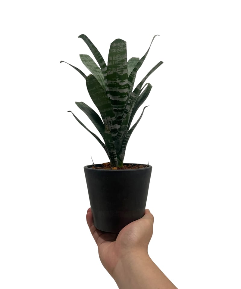 エクメア チャンティニー “ドワーフ フォーム” 「Aechmea