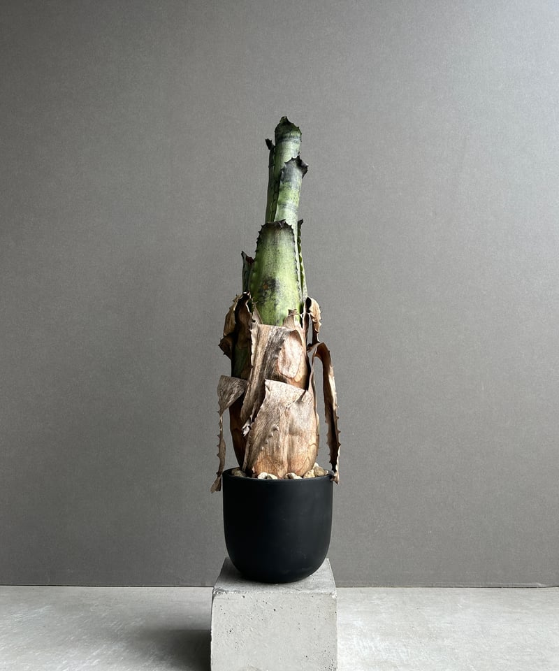 ホヘンベルギア サンドラズ マウンテン 選抜個体 「Hohenbergia