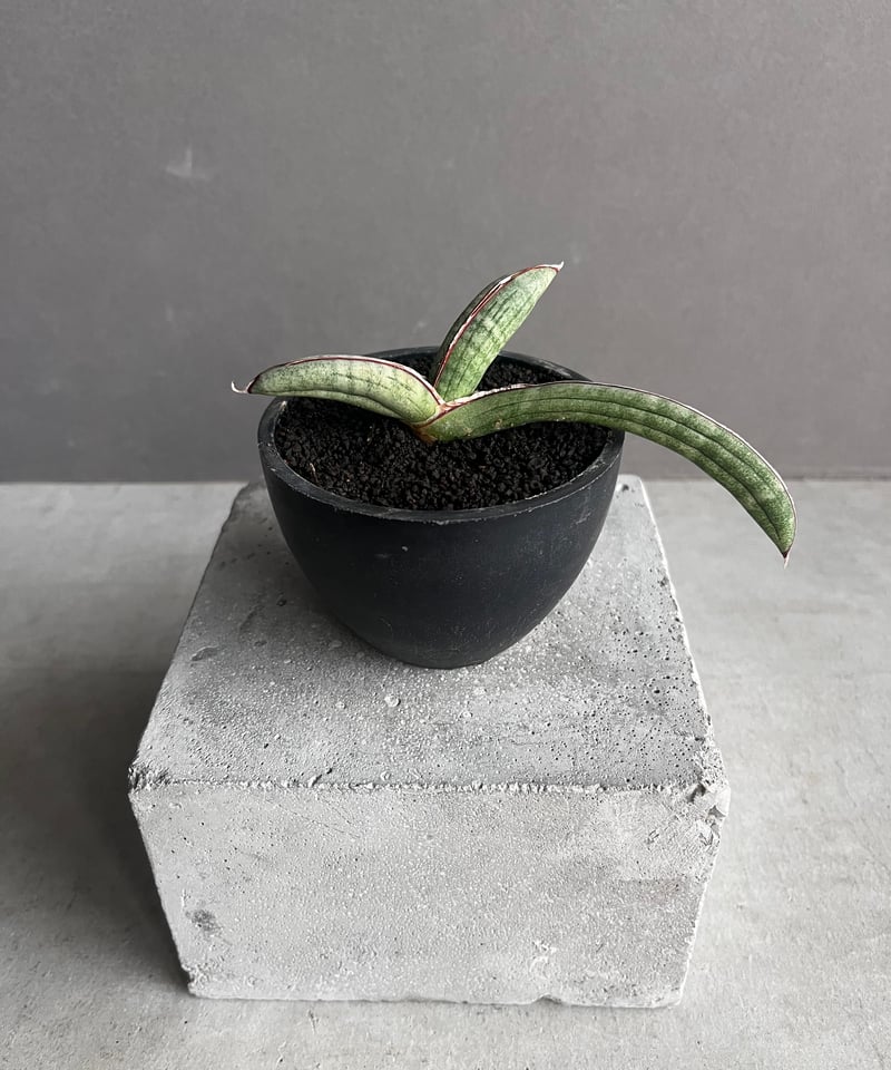 サンセベリア エイレンシス 「Sansevieria eilensis Lav.10178」7
