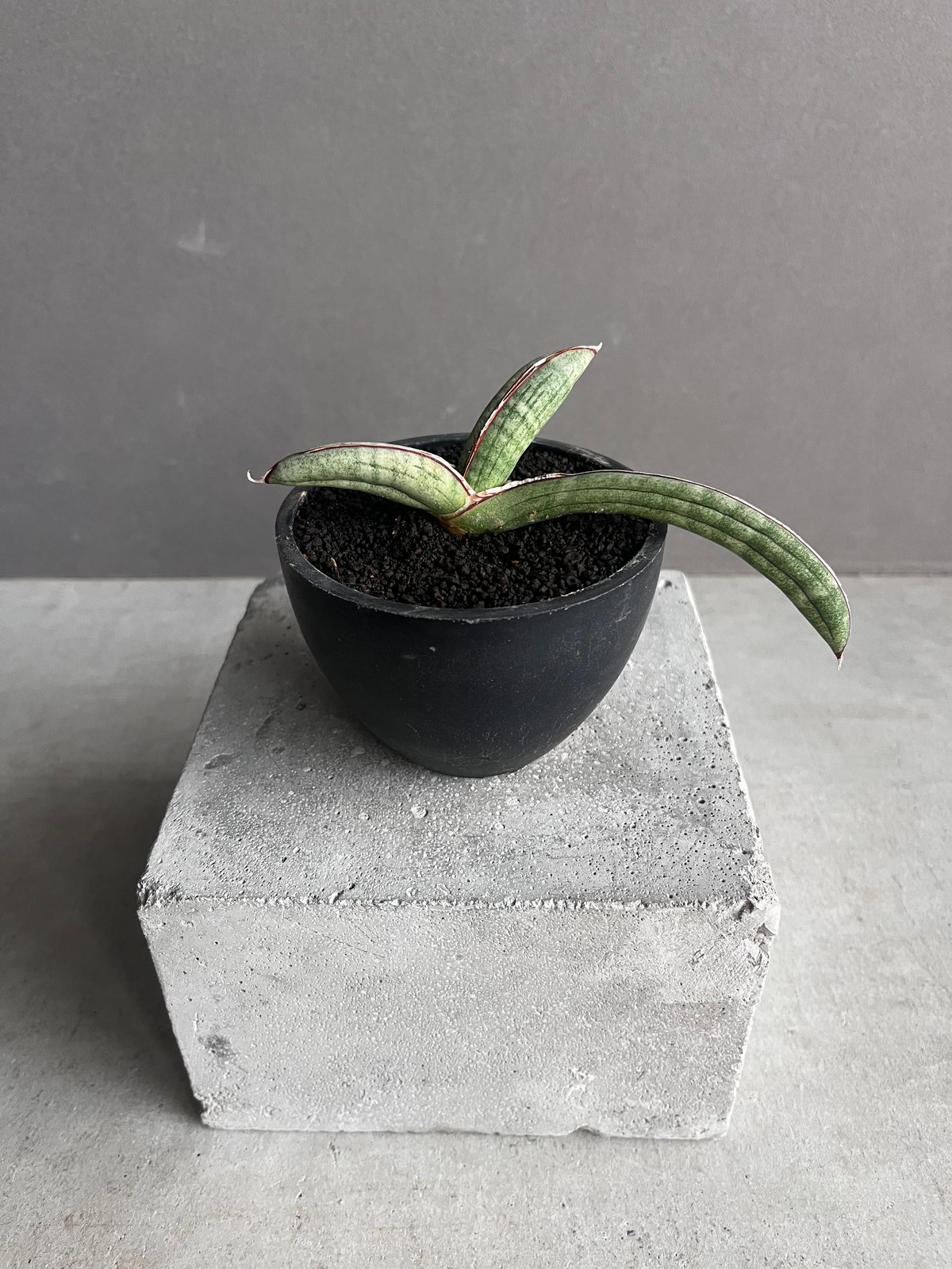 サンスベリア エイレンシス Sansevieria Eilensis C サンセベリア エイレンシス 「Sansevieria eilensis Lav.10178」7