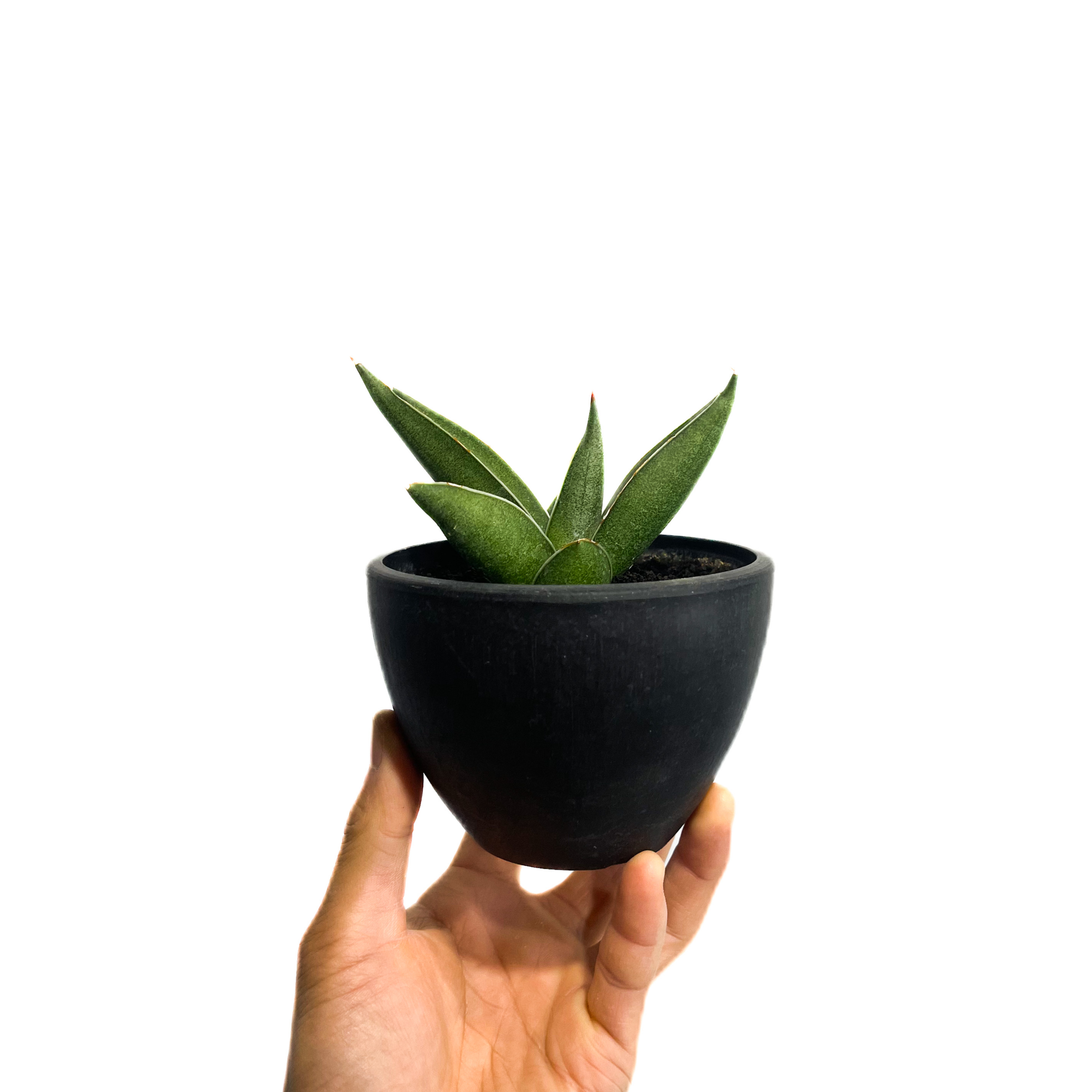 サンセベリア ピングイキュラ x ロリダ「Sansevieria pinguicula x r