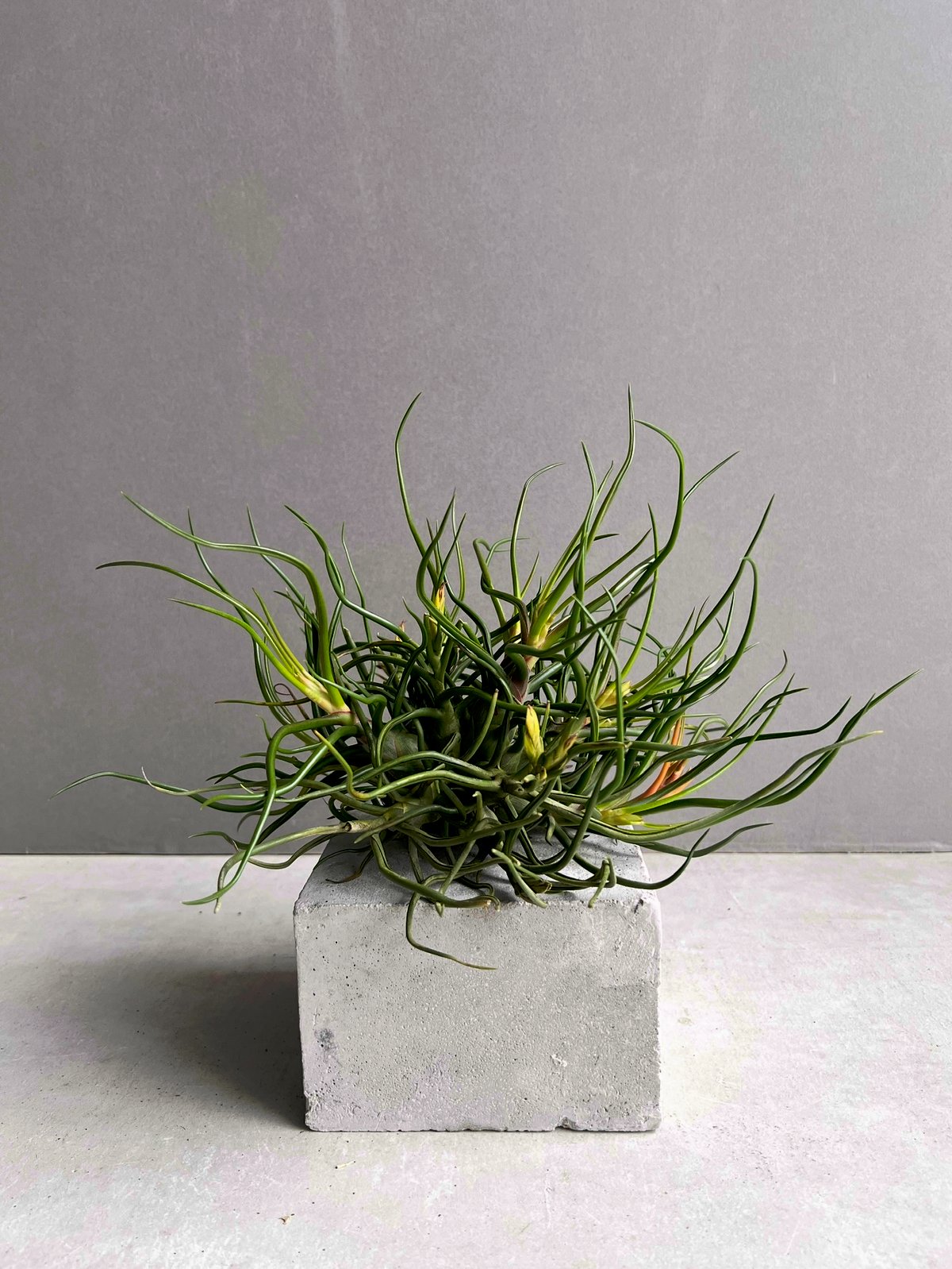 観葉植物 チランジア ブルボーサクランプ 特大size 流木付