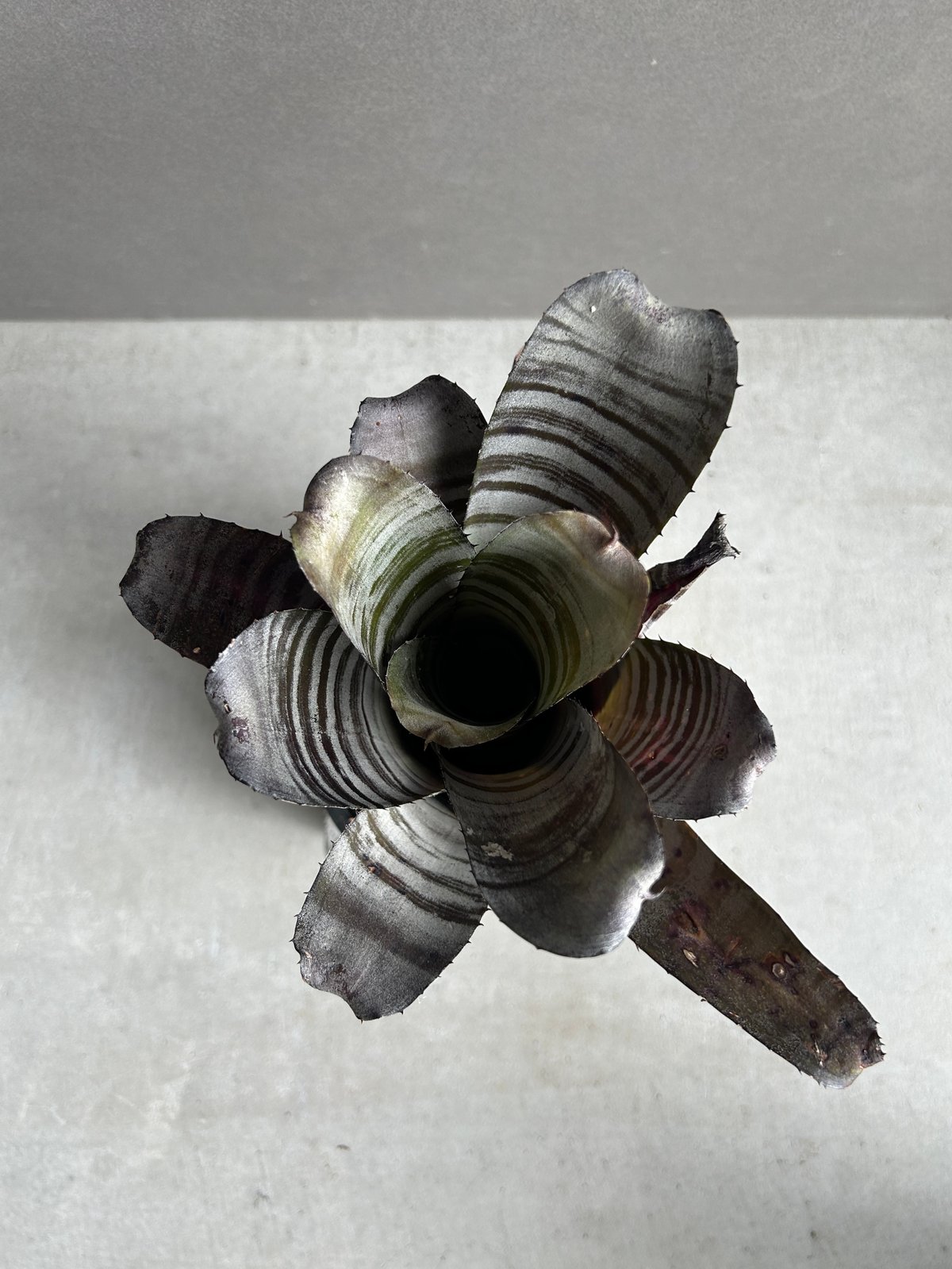 エクメア チャンティニー ブラック セレクト 「Aechmea chantinii Black