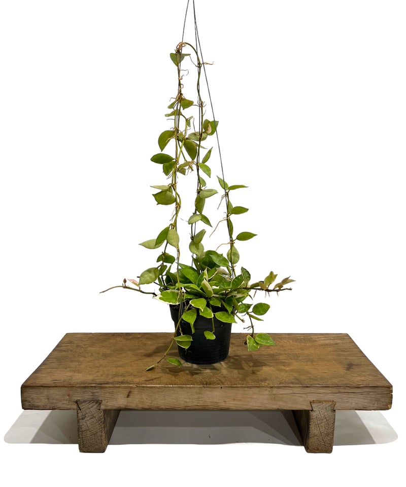 ホヤ ラクノサ “アサミ” 「Hoya lacunosa 'ASAMI' 」92R | SHO