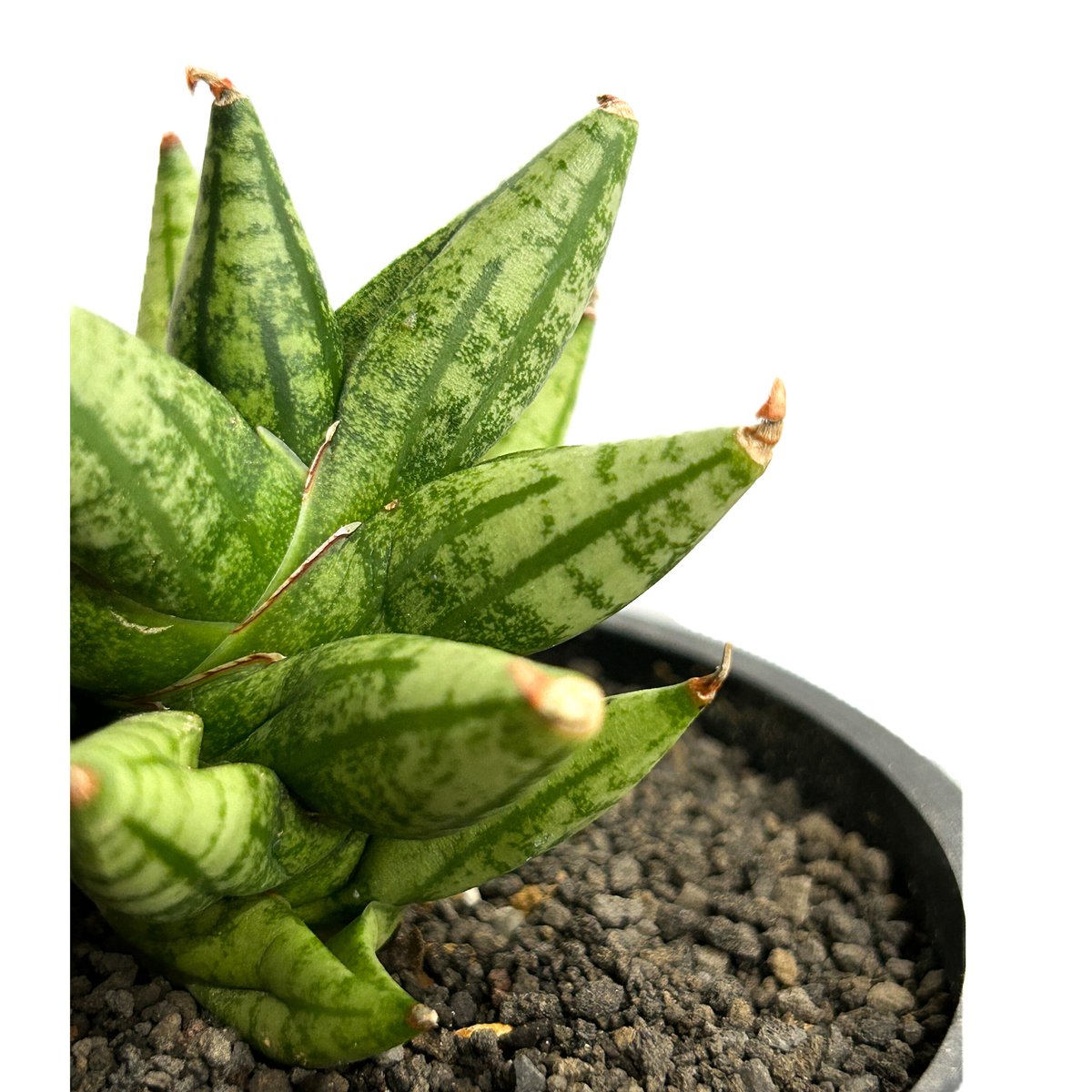 サンセベリア ミン マニー 「Sansevieria Ming Manee by Unyama