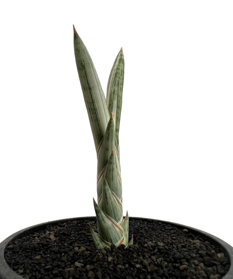 サンセベリア lav.1970 白斑入 「Sansevieria lav. 1970 Whit