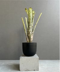 サンセベリア ロリダ 斑入り「Sansevieria rorida Var.」33D-1 |