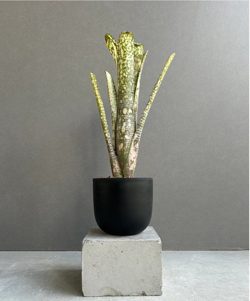 ビルベルギア トゥッティ フルッティ 「Billbergia Tuti Fruti」32H |