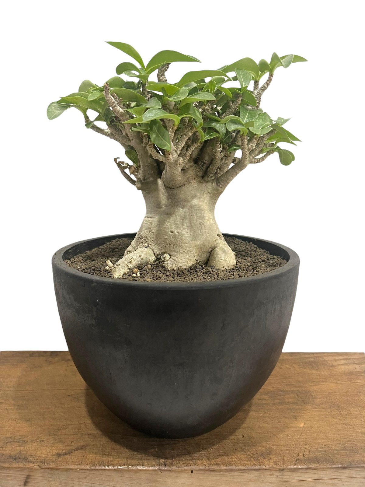 アデニウム アラビカム ドワーフ タイプ “オクトパス” 「Adenium 