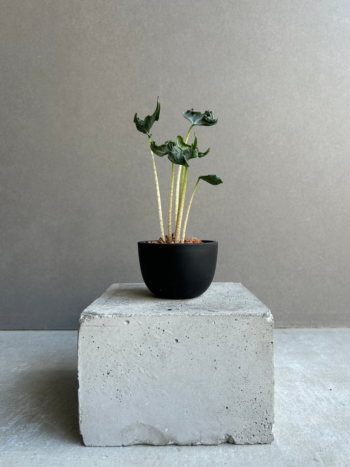 アロカシア ホーリー グレイル “ドワーフ”「Alocasia Holy Grail “ Dw