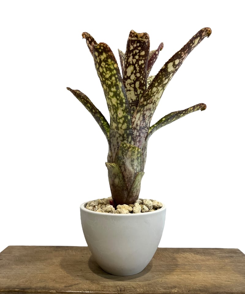 Billbergia 'Kolan man'〔ビルベルギア〕B0287 ビルベルギア コラン マジック「Billbergia Kolan Magic」77G-4