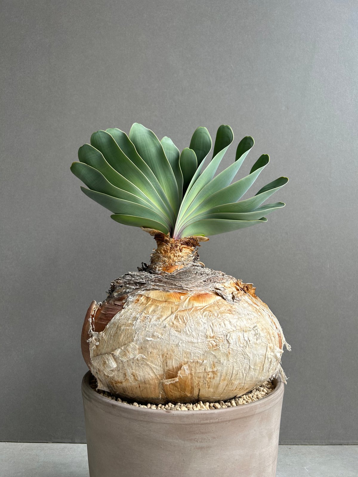 ブーファン ハエマンソイデス 「Boophane haemanthoides」5O | SHO