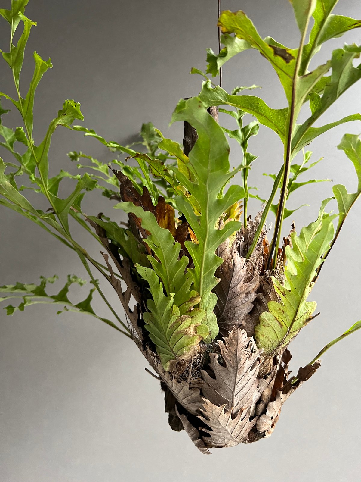 ドリナリア・クエルシフォリア ドリナリア クエルシフォリア '変異種' 「Drynaria quercifolia