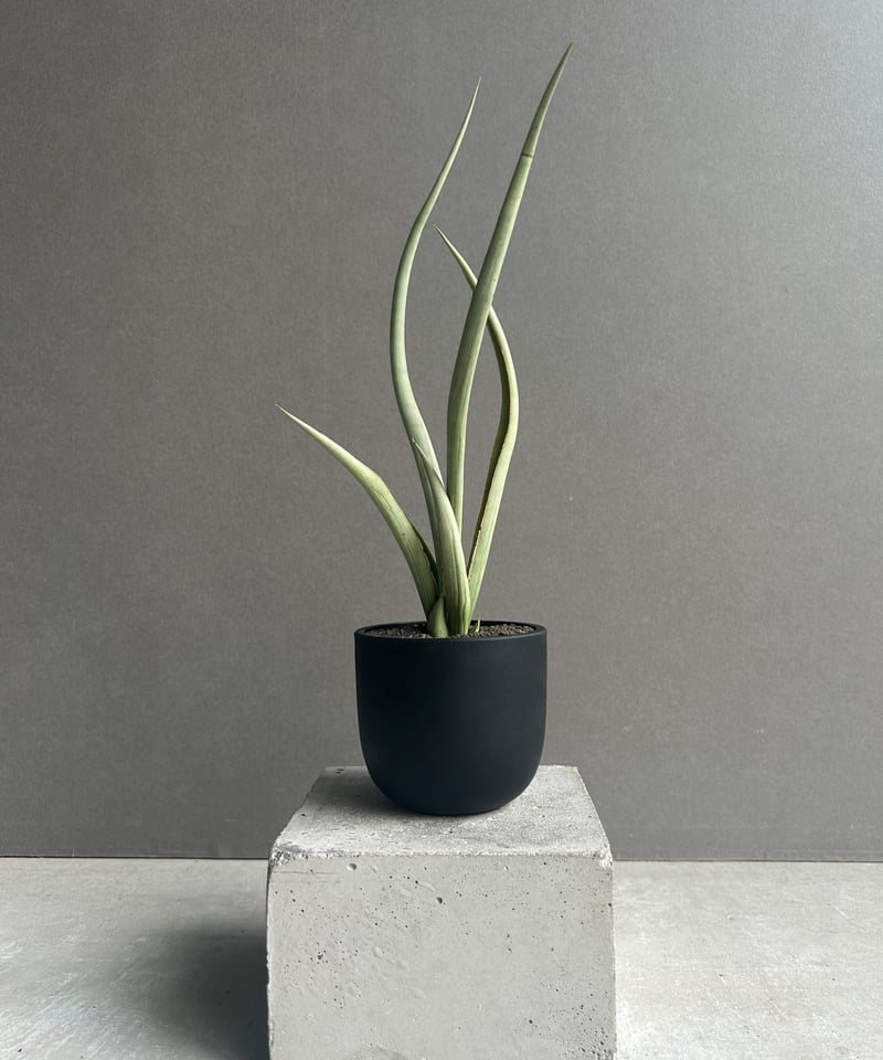 サンセベリア シルバー スパイラル「Sansevieria Silver Spiral (f