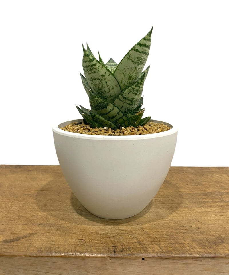 サンセベリア エーレンデル 「Sansevieria Ehrendel」14P | SHOUC