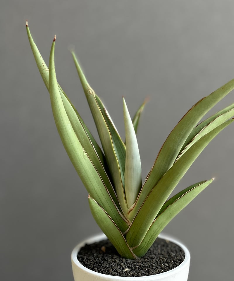 EMP サンセベリア チャオプラヤ / 仔株確認 SA241 サンセベリア チャオプラヤ 「Sansevieria Chao Phraya」61F | SH