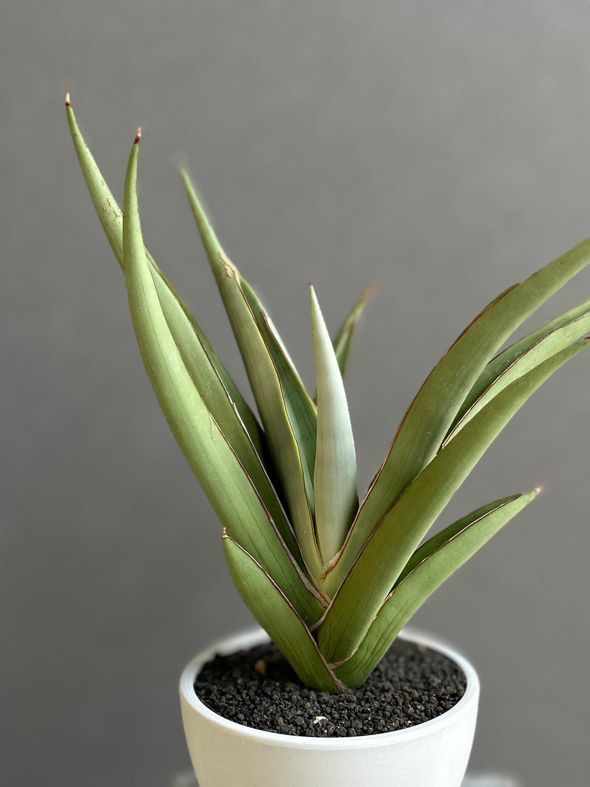 サンセベリア チャオプラヤ 「Sansevieria Chao Phraya」61F | SH