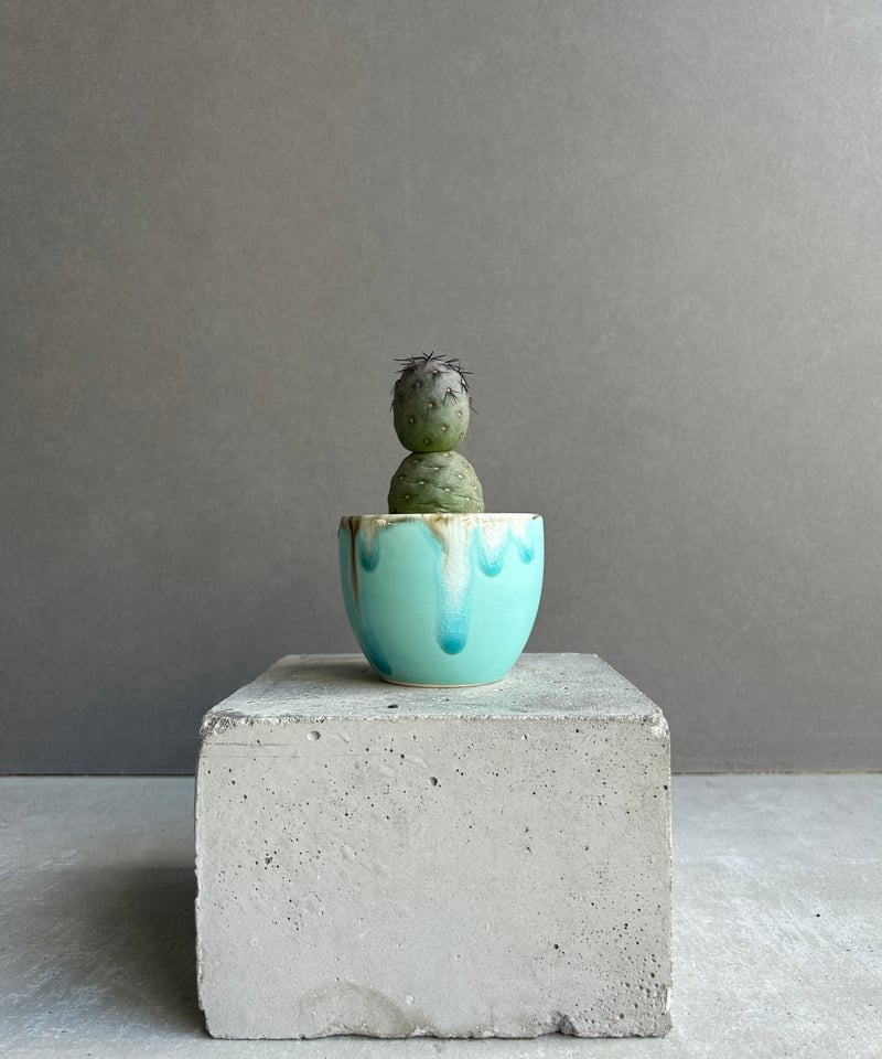 テフロカクタス ゲオメトリクス+ YON-HACHI 「Tephrocactus geomet