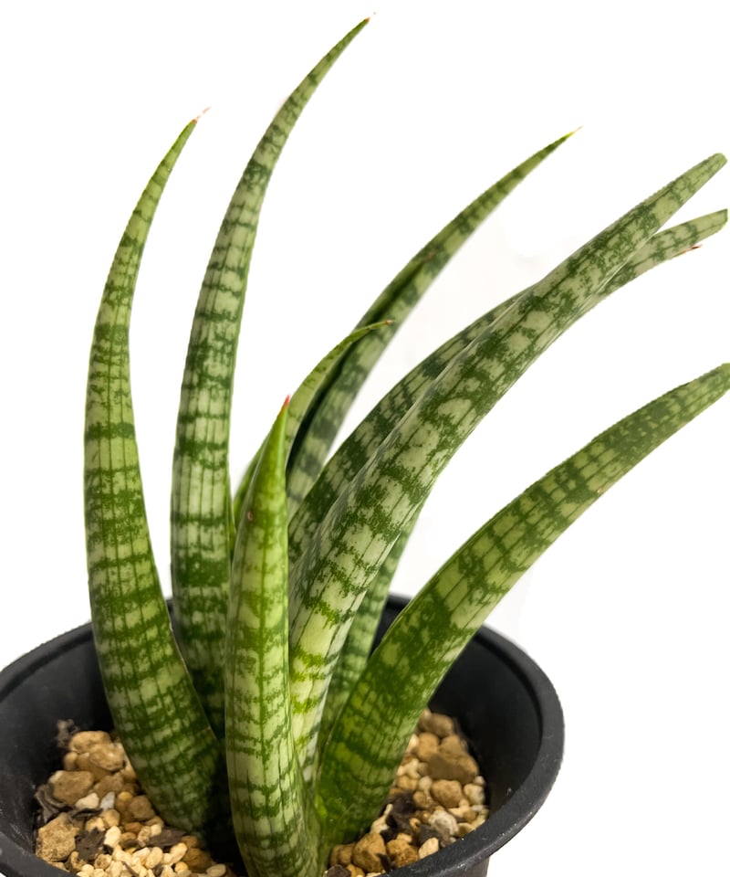 サンセベリア アンヤマニーズ クロー「 Sansevieria Unyamanee's Cla