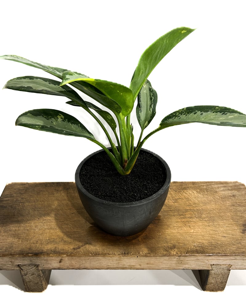 アグラオネマ スワンナプーム「Aglaonema Suvarnabhumi」6/13-767