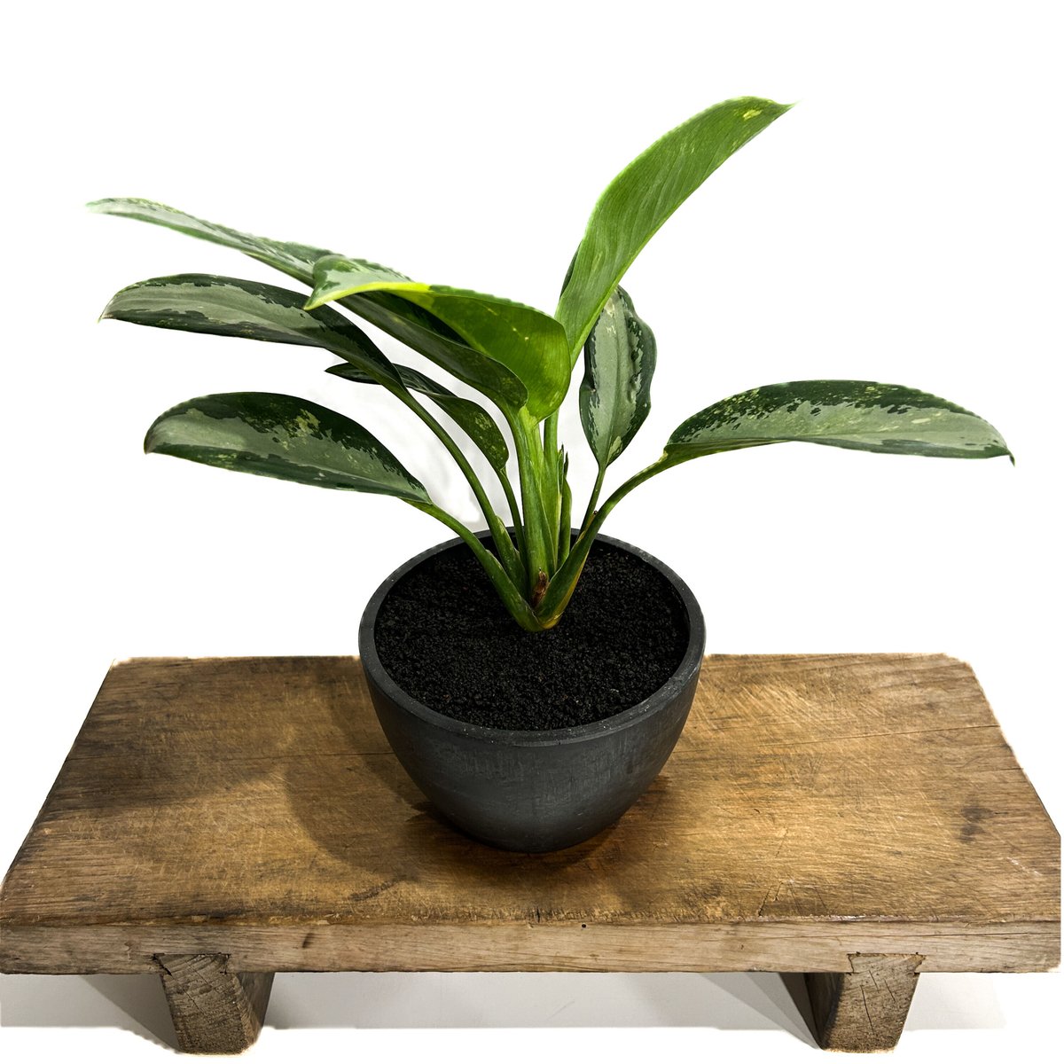Aglaonema Suvarnabhumi」（アグラオネマ・スワンナプーム） アグラオネマ スワンナプーム「Aglaonema Suvarnabhumi」6/13-767