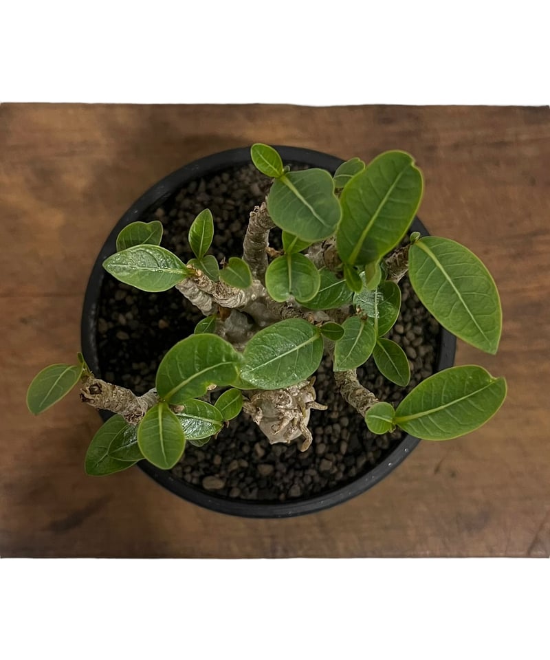 アデニウム オベスム “選抜個体” 「Adenium obesum “Select!」76U アデニウム オベスム “選抜個体” 「Adenium obesum “Select!」76U