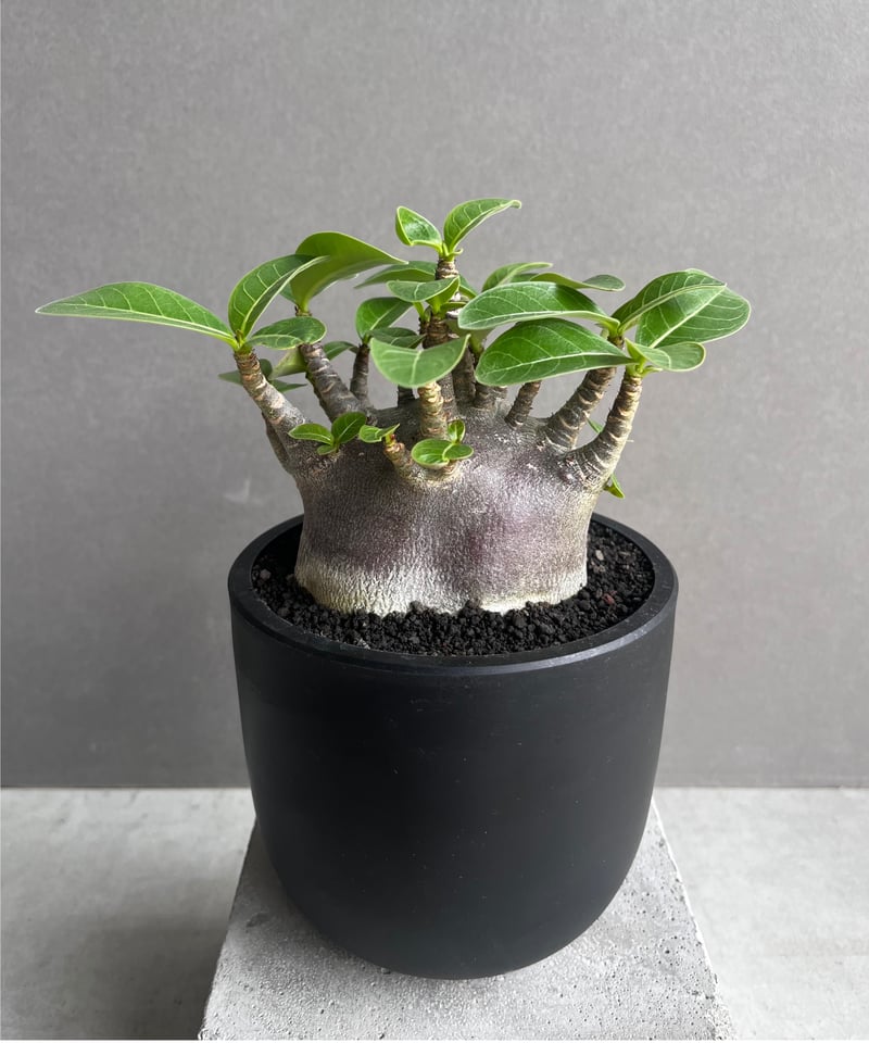 アデニウム アラビカム スーパー ドワーフ “ブラック” 「Adenium