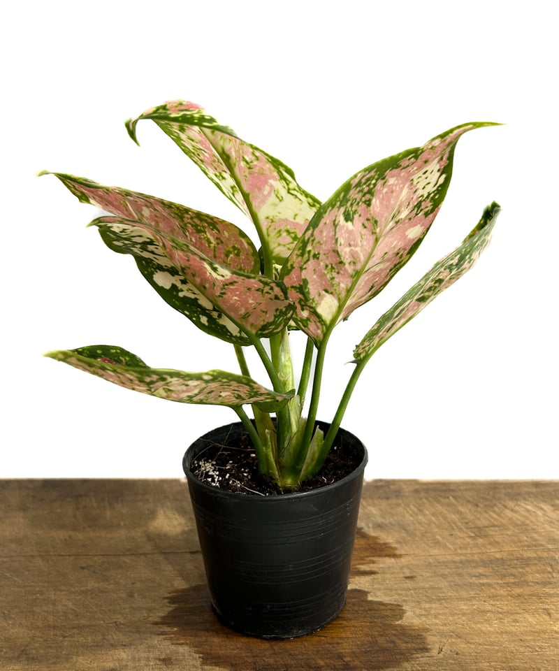 アグラオネマ アンヤマニー トリカラー「Aglaonema Unyamanee アグラオネマ アンヤマニー トリカラー「Aglaonema Unyamanee