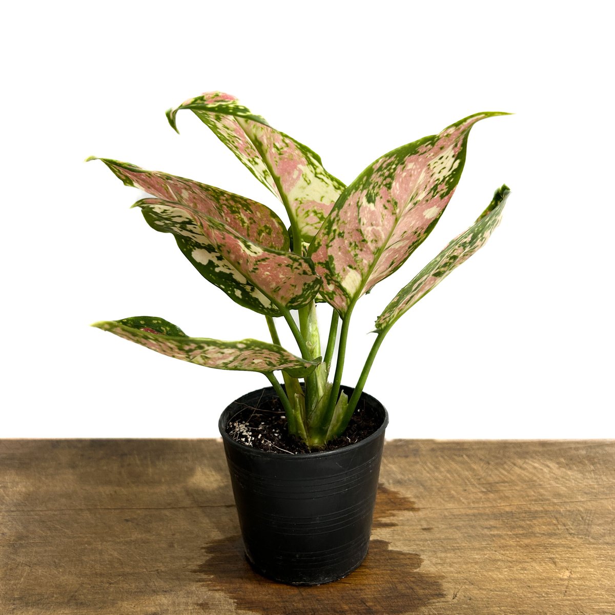 アグラオネマ アンヤマニー トリカラー「Aglaonema Unyamanee