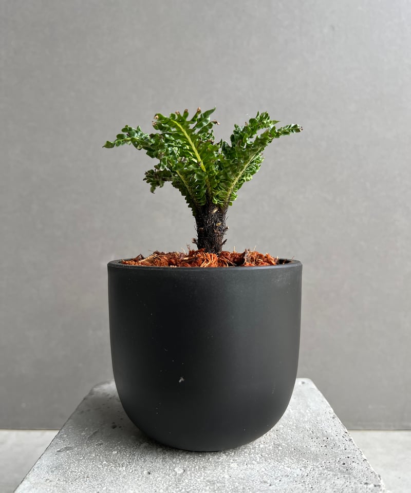 ブレクナム ギッバム ドワーフ 「Blechnum gibbum Dwarf 」1C | SH