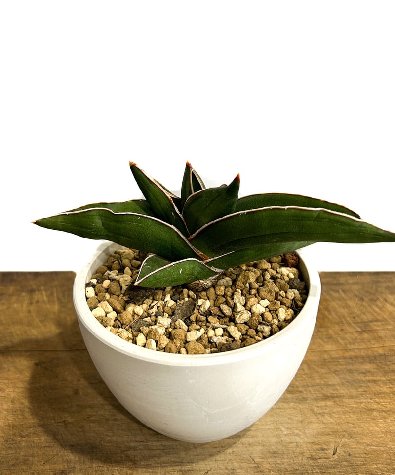 サンセベリア サムライ ドワーフ「Sansevieria samurai dwarf」7
