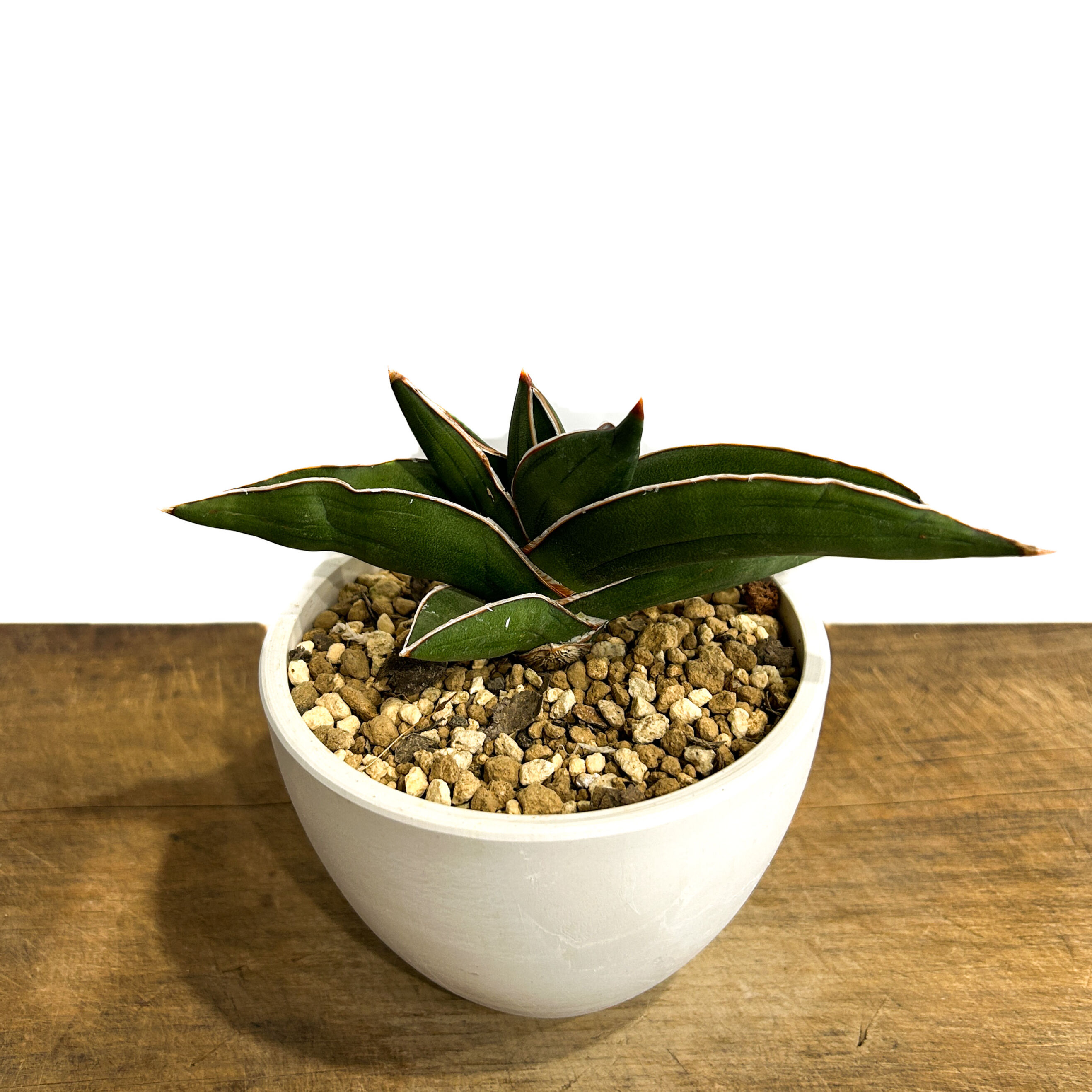 サンセベリア サムライ ドワーフ「Sansevieria samurai dwarf」7/27