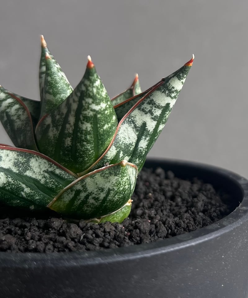 サンスベリア Sansevieria Nillapat サンセベリア ニラパット(ドワーフ) 「Sansevieria Nilaphat (by Un