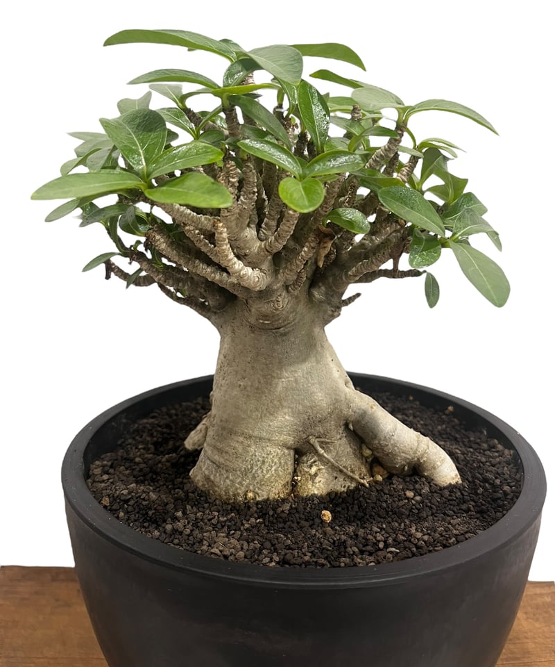アデニウム アラビカム ドワーフ タイプ “オクトパス” 「Adenium