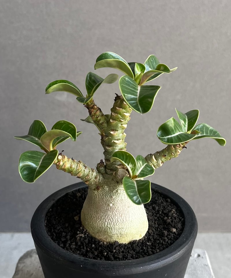 アデニウム D.H.A (獅子葉) “選抜個体” 「Adenium D.H.A (Dorset アデニウム D.H.A (獅子葉) “選抜個体” 「Adenium D.H.A (Dorset