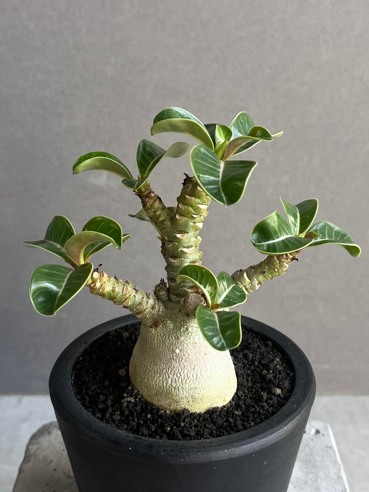 アデニウム D.H.A (獅子葉) “選抜個体” 「Adenium D.H.A (Dorset アデニウム D.H.A (獅子葉) “選抜個体” 「Adenium D.H.A (Dorset
