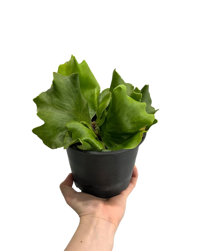 ビカクシダ バタフライ 「Platycerium Butterfly」34I | SHOUCH