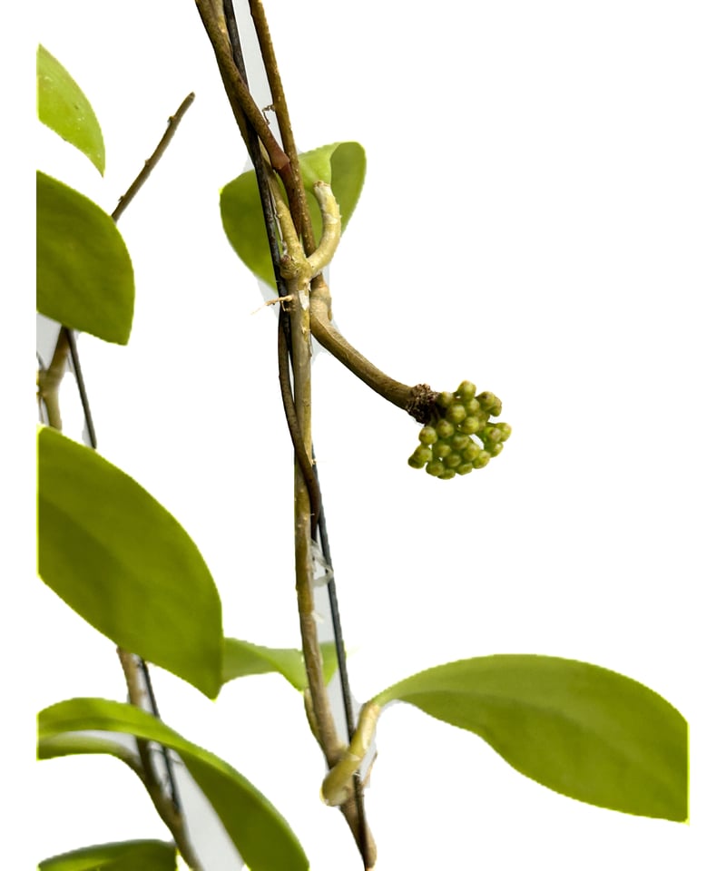 ホヤ ミンドレンシス パープルスター「Hoya mindorensis purplestar」